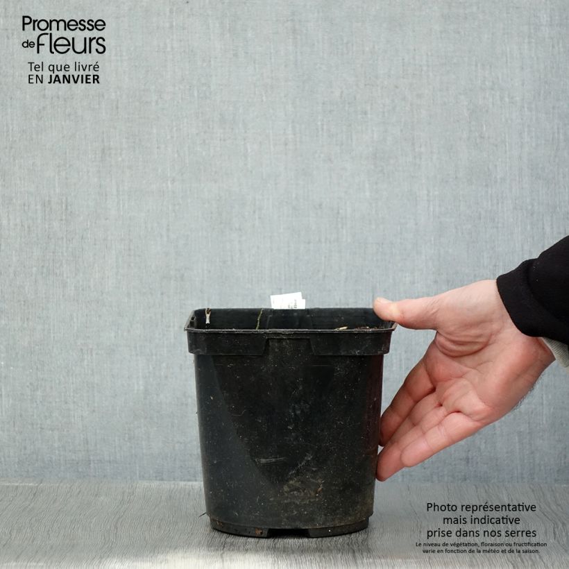 Amostra de Ligularia japonica Rising Sun Vaso de 2 L/3 L tal como entregue no inverno