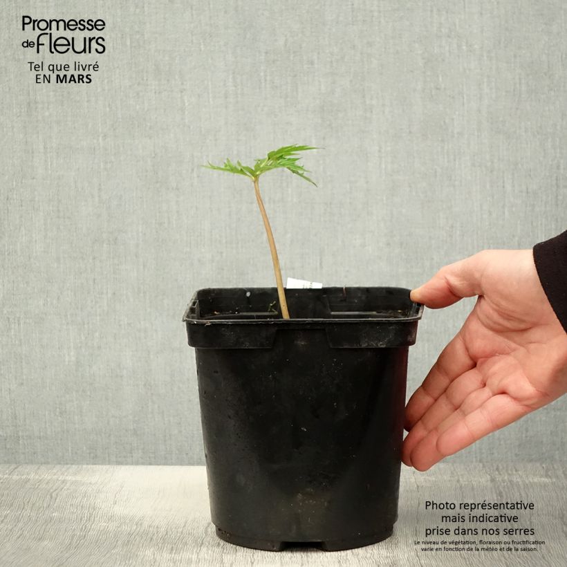 Amostra de Ligularia japonica Rising Sun Vaso de 2 L/3 L tal como entregue na primavera