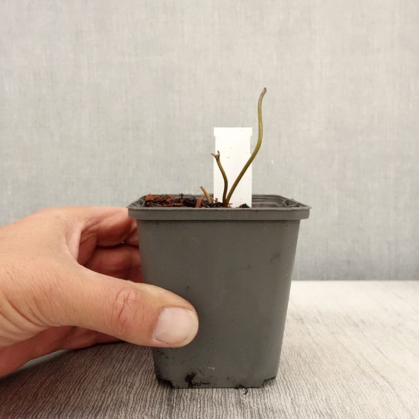 Amostra de Ligularia Osiris Cafe Noir Vaso de 8/9 cm tal como entregue no outono