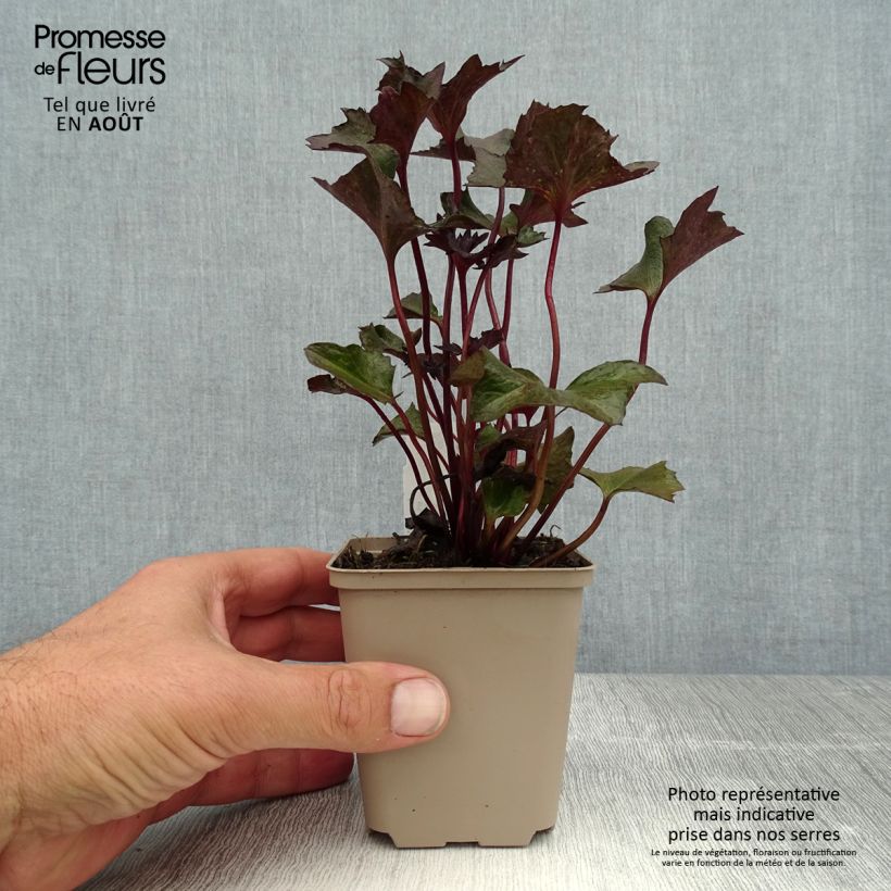 Amostra de Ligularia Osiris Cafe Noir Vaso de 8/9 cm tal como entregue no verão