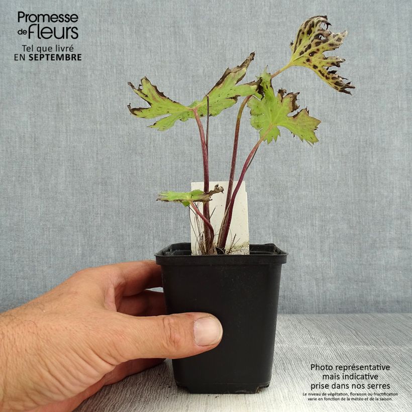 Amostra de Ligularia przewalskii Vaso de 8/9 cm tal como entregue no verão