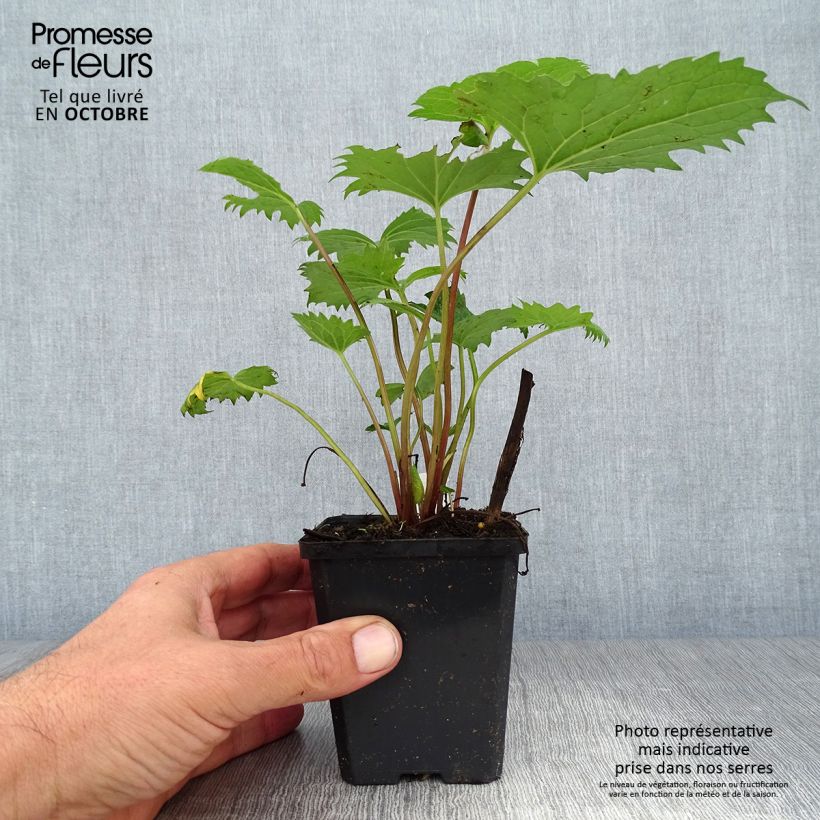Amostra de Ligularia stenocephala Vaso de 8/9 cm tal como entregue no outono
