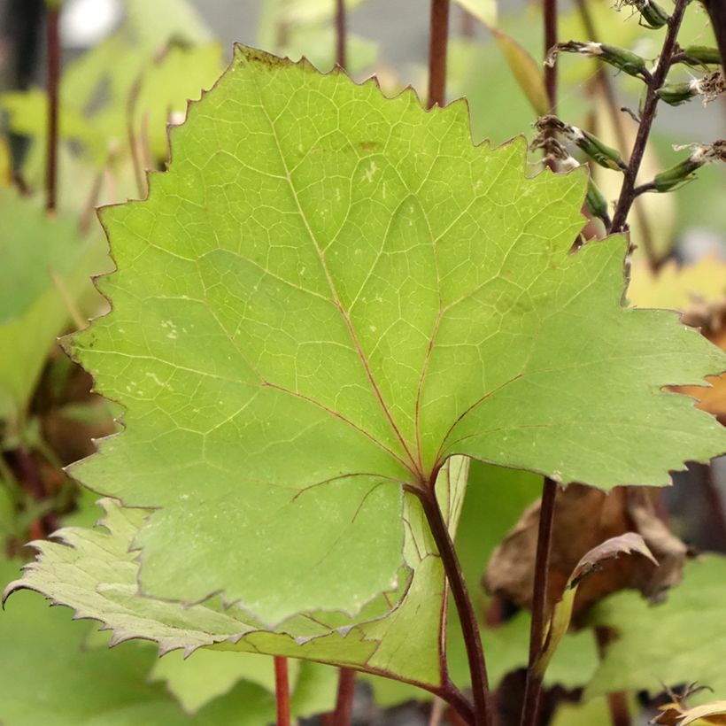 Ligularia stenocephala Little Rocket (Folhagem)