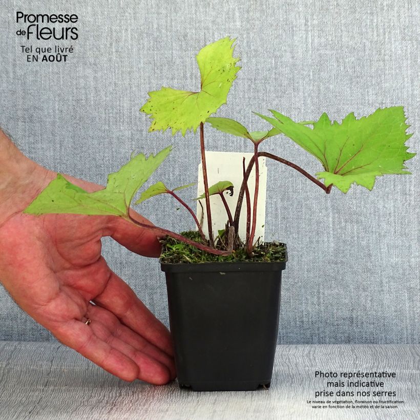 Amostra de Ligularia stenocephala Little Rocket Vaso de 8/9 cm tal como entregue no verão