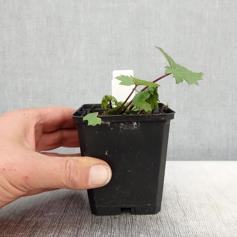 Amostra de Ligularia stenocephala Little Rocket Vaso de 8/9 cm tal como entregue na primavera