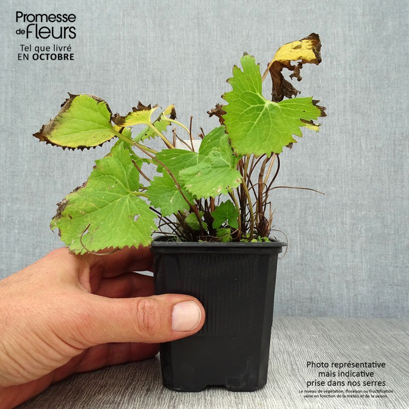 Amostra de Ligularia stenocephala The Rocket Vaso de 8/9 cm tal como entregue no outono