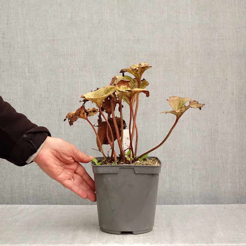 Amostra de Ligularia dentata Garden Confetti Vaso de 2 L/3 L tal como entregue no outono