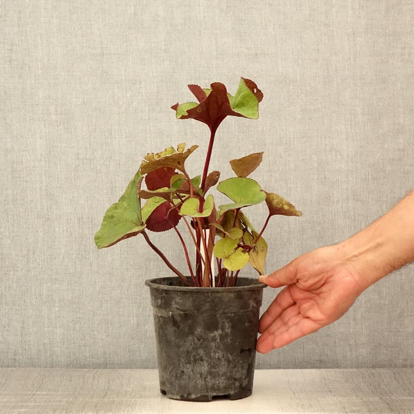 Amostra de Ligularia dentata Garden Confetti Vaso de 2 L/3 L tal como entregue no verão