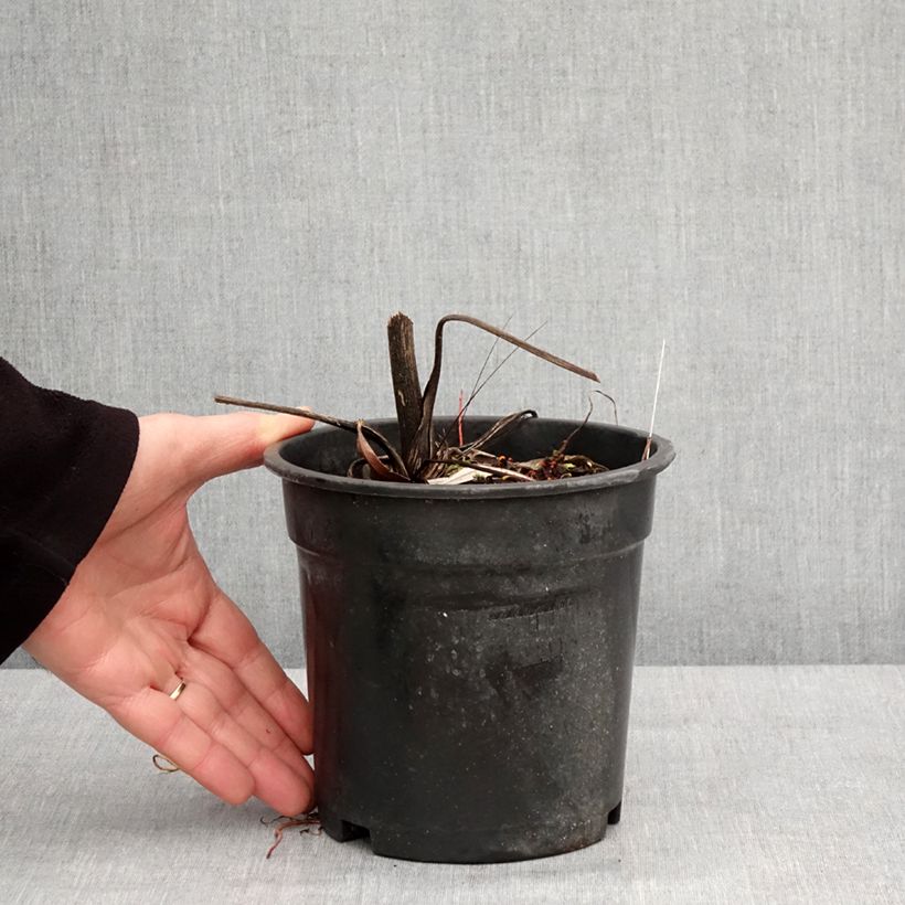 Amostra de Ligularia dentata Garden Confetti - Ligulaire Pot de 2L/3L tal como entregue no inverno