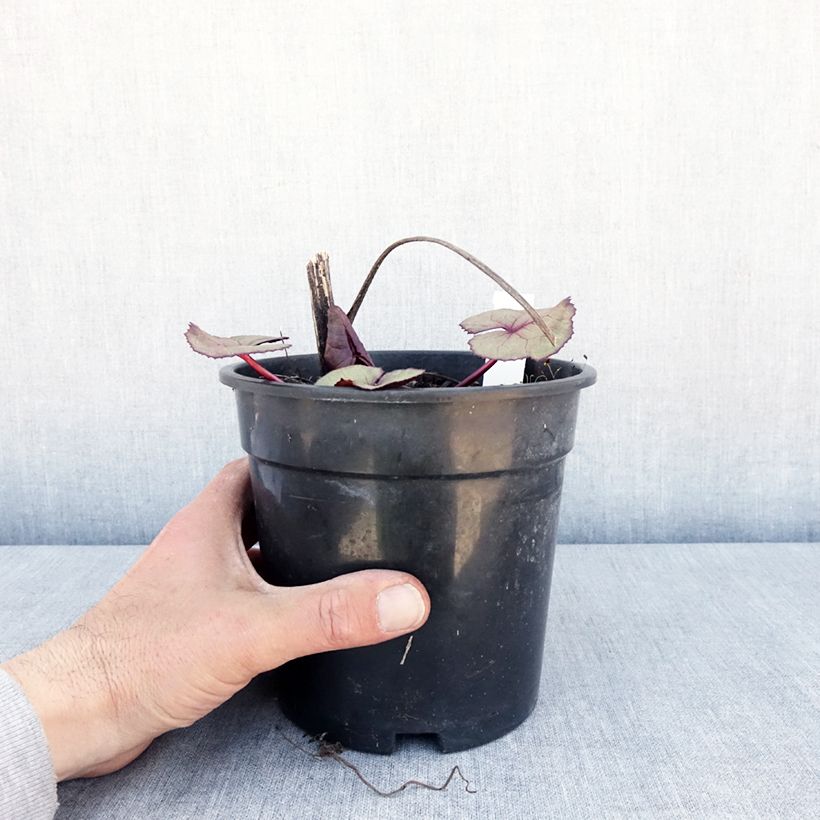 Amostra de Ligularia dentata Garden Confetti Vaso de 2 L/3 L tal como entregue na primavera