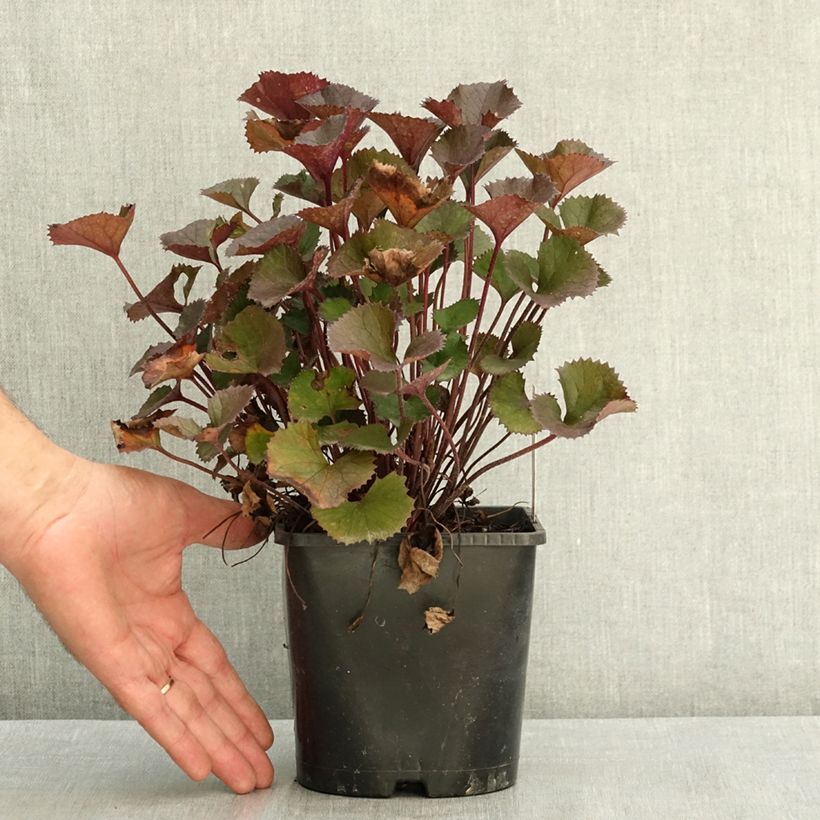 Amostra de Ligularia dentata Pandora® Vaso de 2 L/3 L tal como entregue no verão