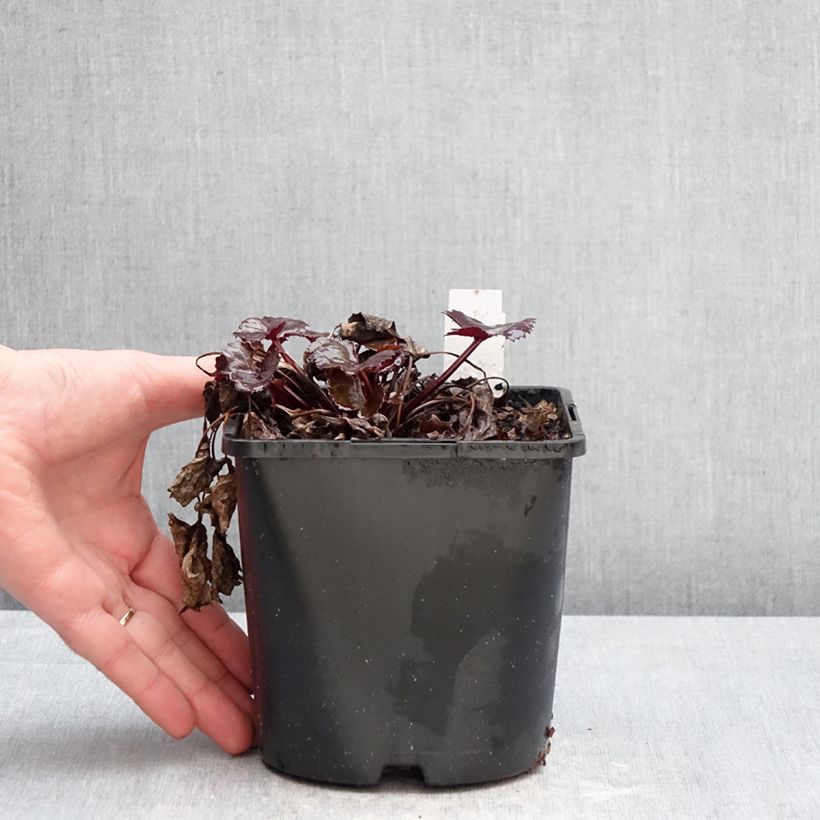 Amostra de Ligularia dentata Pandora® Vaso de 2 L/3 L tal como entregue no inverno