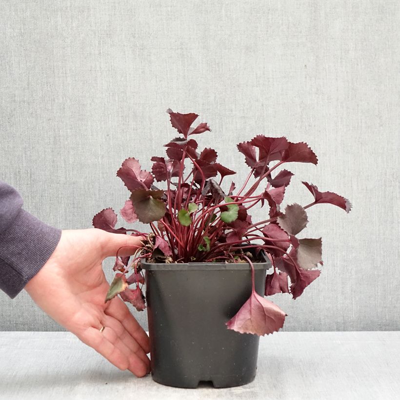 Amostra de Ligularia dentata Pandora® Vaso de 2 L/3 L tal como entregue na primavera