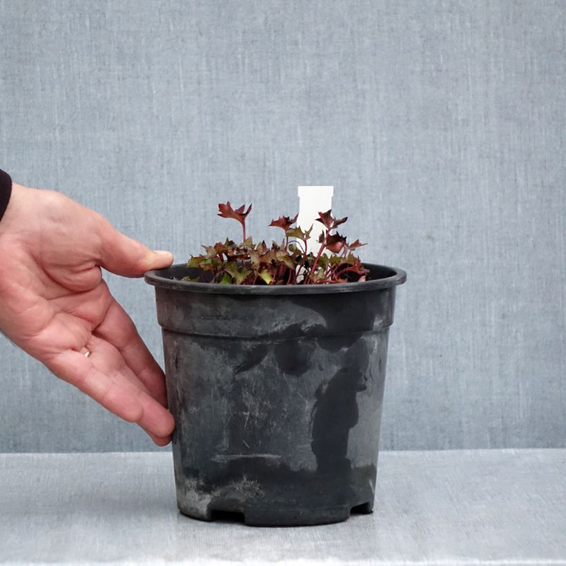 Amostra de Ligularia Little Golden Ray Vaso de 2 L/3 L tal como entregue no outono