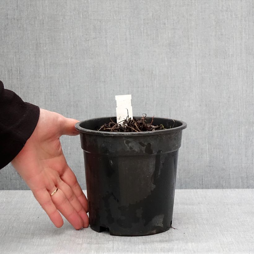 Amostra de Ligularia Little Golden Ray - Ligulaire Vaso de 2 L/3 L tal como entregue no inverno