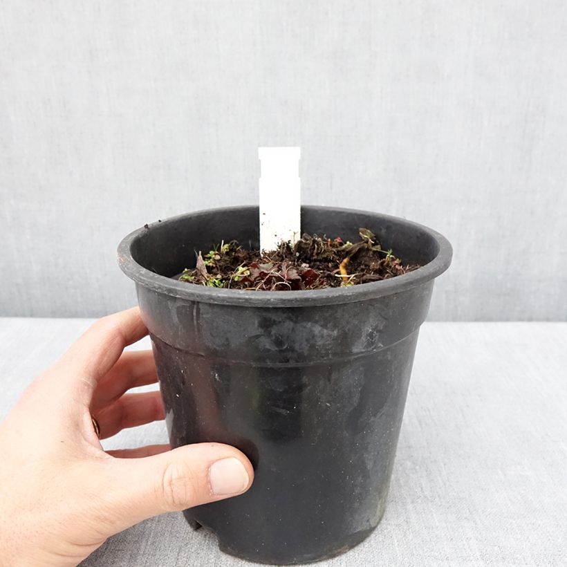 Amostra de Ligularia Little Golden Ray Vaso de 2 L/3 L tal como entregue na primavera