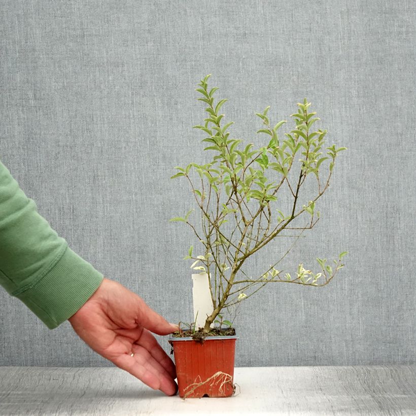 Amostra de Alfeneiro Musli - Ligustrum ibota Vaso de 8/9 cm tal como entregue no verão