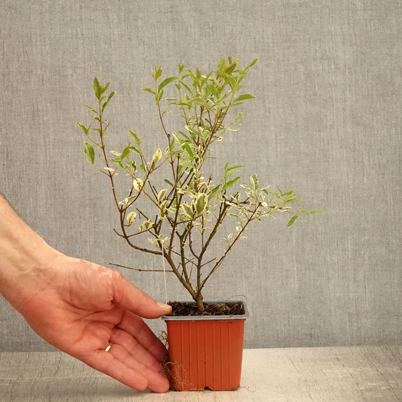 Amostra de Alfeneiro Musli - Ligustrum ibota Vaso de 8/9 cm tal como entregue na primavera