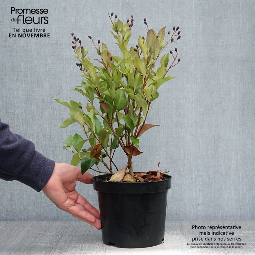 Amostra de Alfeneiro-do-Japão Green Century - Ligustrum japonicum Vaso de 2 L/3 L tal como entregue no outono