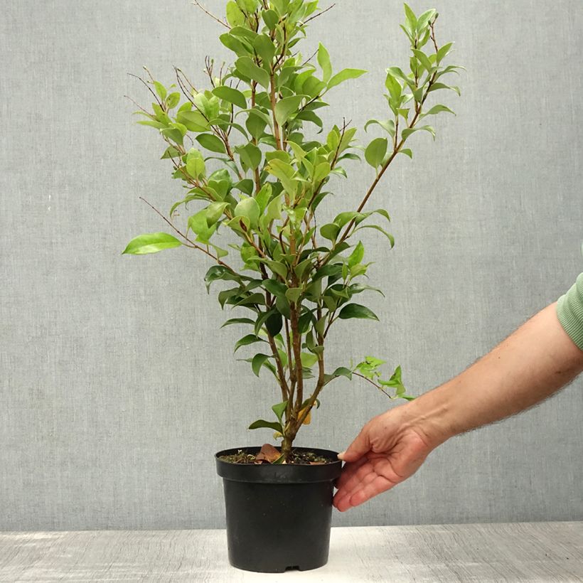 Amostra de Alfeneiro-do-Japão Green Century - Ligustrum japonicum Vaso de 2 L/3 L tal como entregue no verão