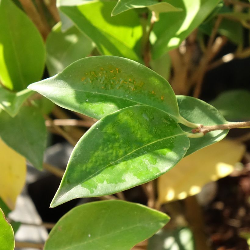 Alfeneiro-do-Japão Korean Dwarf - Ligustrum japonicum (Folhagem)