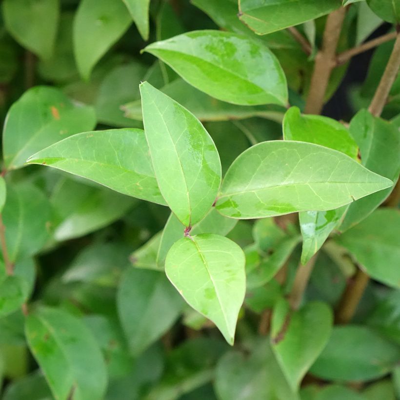 Alfeneiro-do-Japão Korean Dwarf - Ligustrum japonicum (Folhagem)