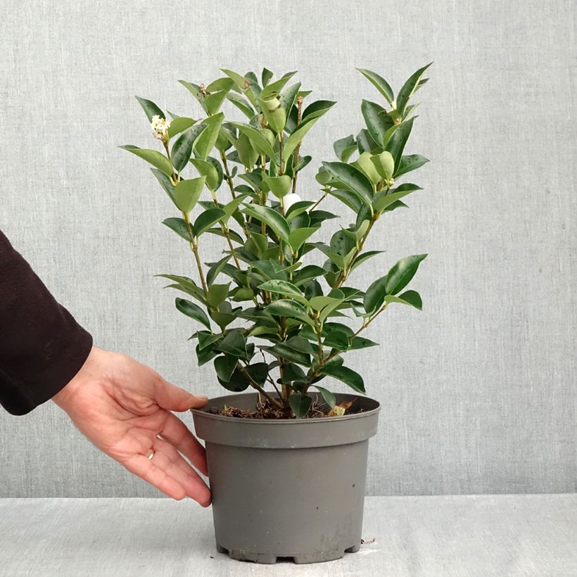 Amostra de Alfeneiro-do-Japão Korean Dwarf - Ligustrum japonicum Vaso de 3 L/4 L tal como entregue no outono