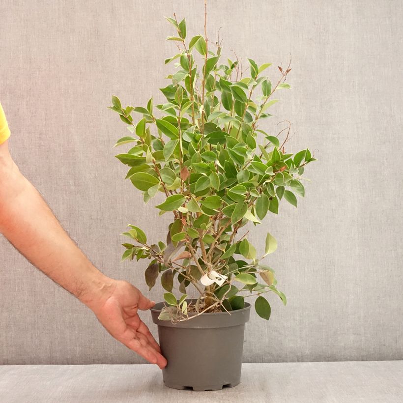 Amostra de Ligustrum japonicum Korean Dwarf - Troène du Japon Vaso de 3 L/4 L tal como entregue no verão