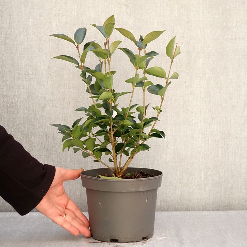 Amostra de Alfeneiro-do-Japão Korean Dwarf - Ligustrum japonicum Vaso de 3 L/4 L tal como entregue no inverno