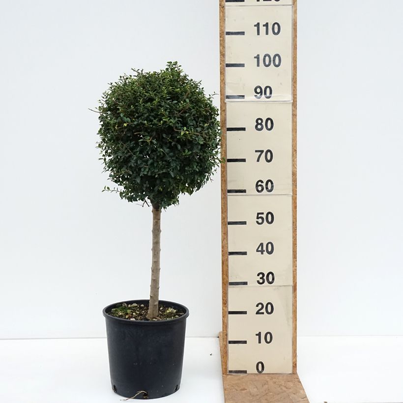 Amostra de Ligustrum jonandrum Vaso de 12 L/15 L, 1/4 de haste tal como entregue no outono