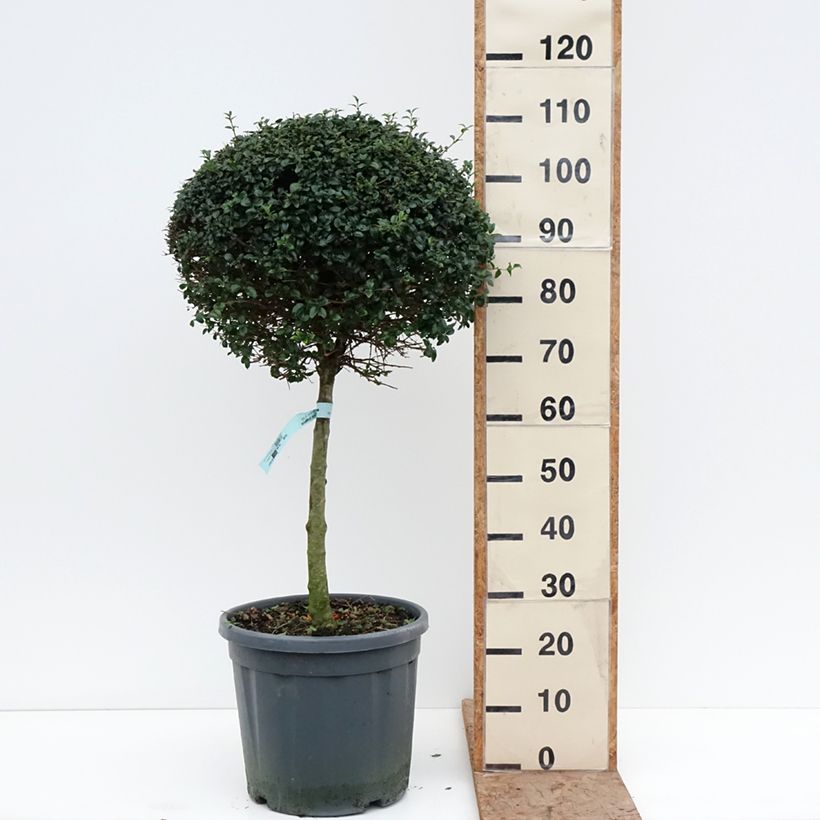 Amostra de Ligustrum jonandrum Vaso de 12 L/15 L, 1/4 de haste tal como entregue no inverno