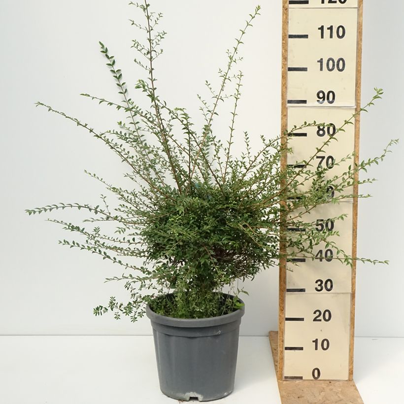 Amostra de Ligustrum jonandrum Vaso de 12 L/15 L, 1/4 de haste tal como entregue no verão