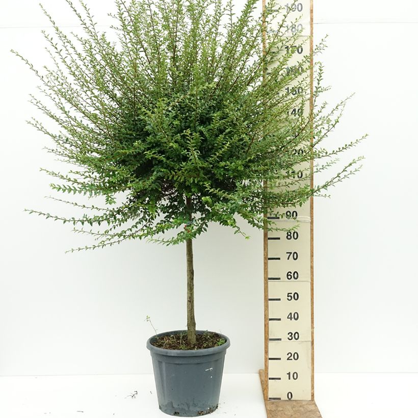 Amostra de Ligustrum jonandrum Vaso de 20 L/25 L, Meia haste tal como entregue no verão