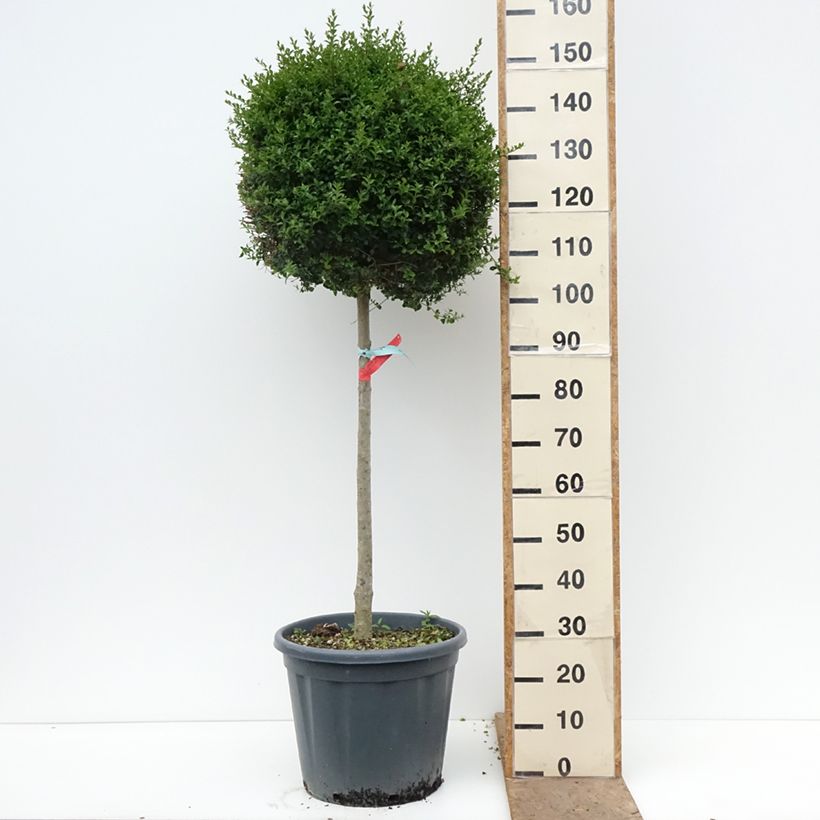 Amostra de Ligustrum jonandrum Vaso de 20 L/25 L, Meia haste tal como entregue na primavera