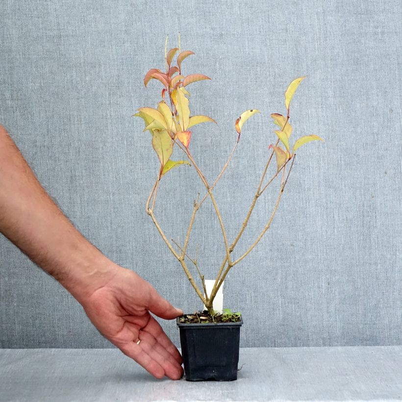 Amostra de Ligustrum lucidum Green Screen Vaso de 8/9 cm tal como entregue no outono