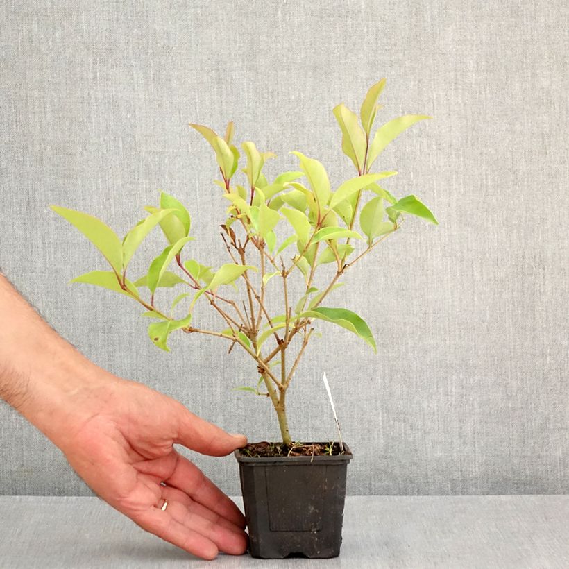 Amostra de Ligustrum lucidum Green Screen Vaso de 8/9 cm tal como entregue no verão