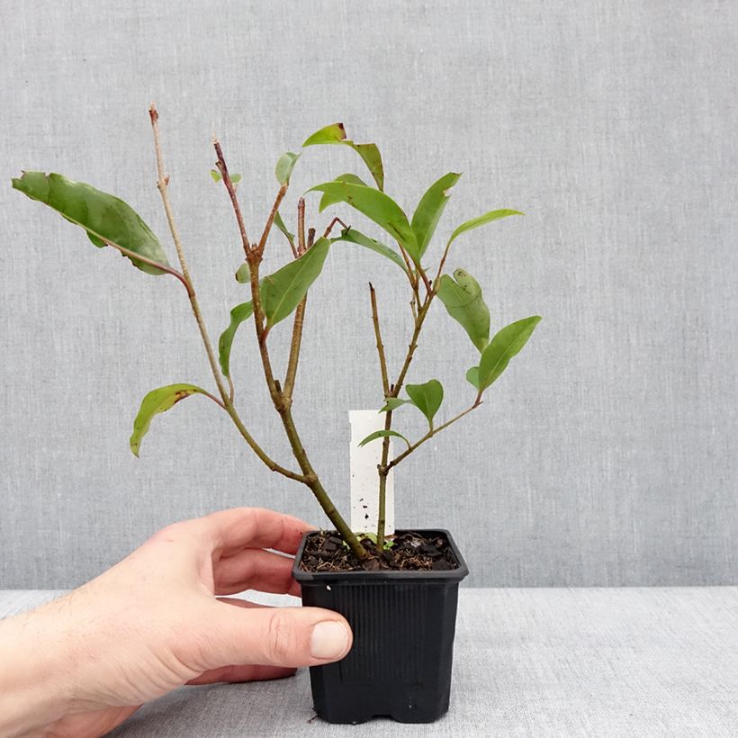 Amostra de Ligustrum lucidum Green Screen - Troène brillant Vaso de 8/9 cm tal como entregue no inverno