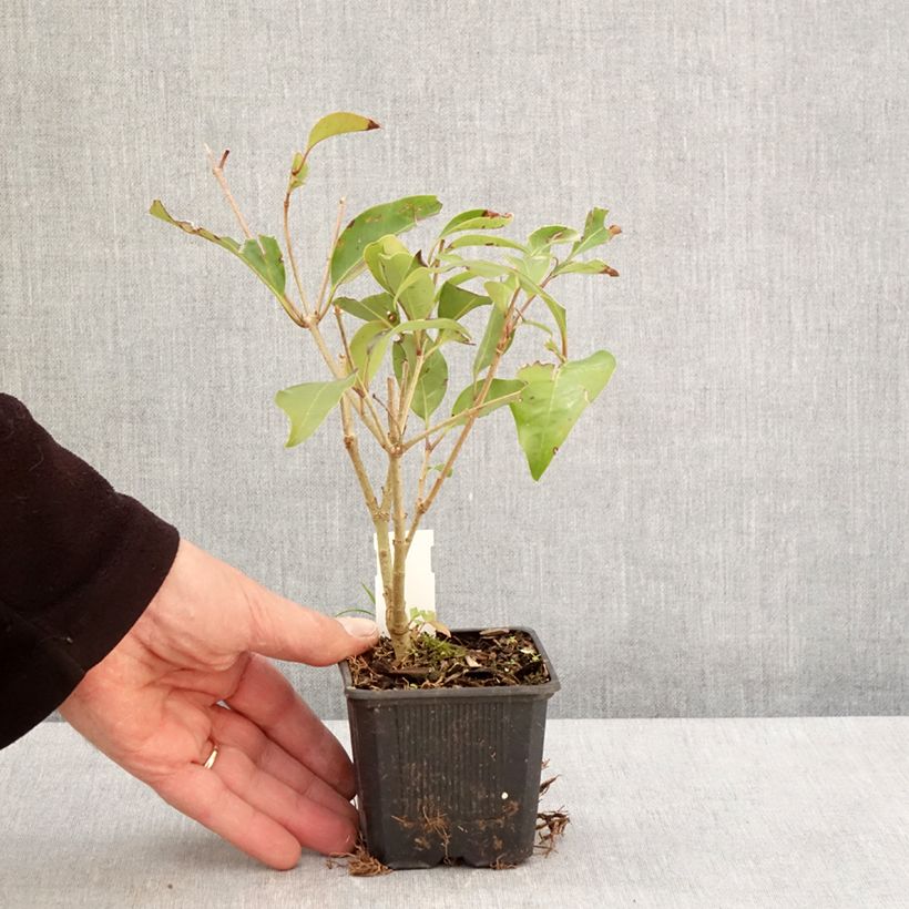 Amostra de Ligustrum lucidum Green Screen Vaso de 8/9 cm tal como entregue na primavera