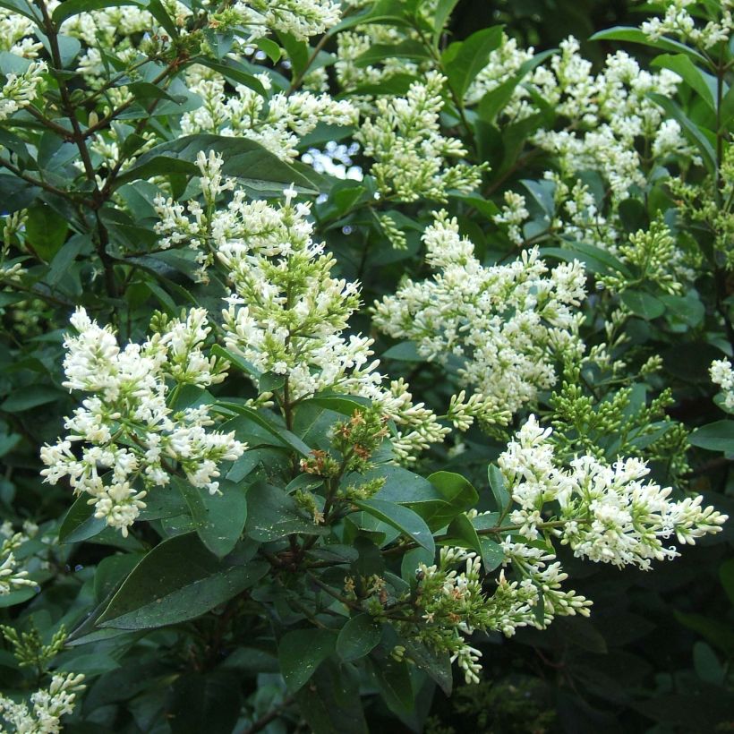 Ligustrum ovalifolium (Floração)