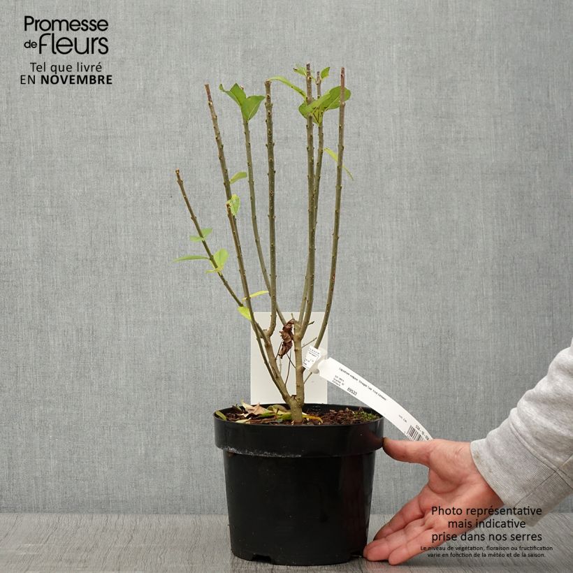 Amostra de Alfeneiro Straight Talk - Ligustrum vulgare Vaso de 3 L/4 L tal como entregue no outono