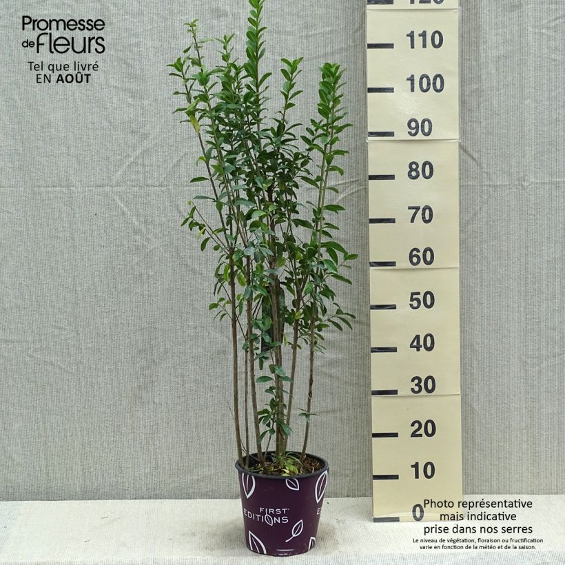 Amostra de Alfeneiro Straight Talk - Ligustrum vulgare Vaso de 3 L/4 L tal como entregue no verão