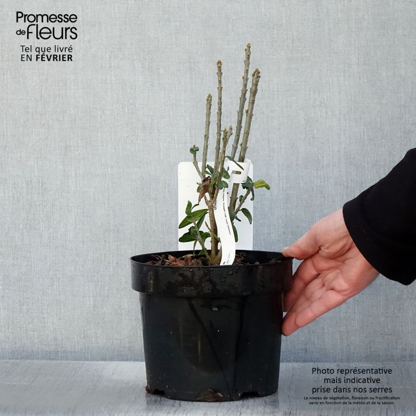 Amostra de Ligustrum vulgare Straight Talk - Troène commun Vaso de 3 L/4 L tal como entregue no inverno