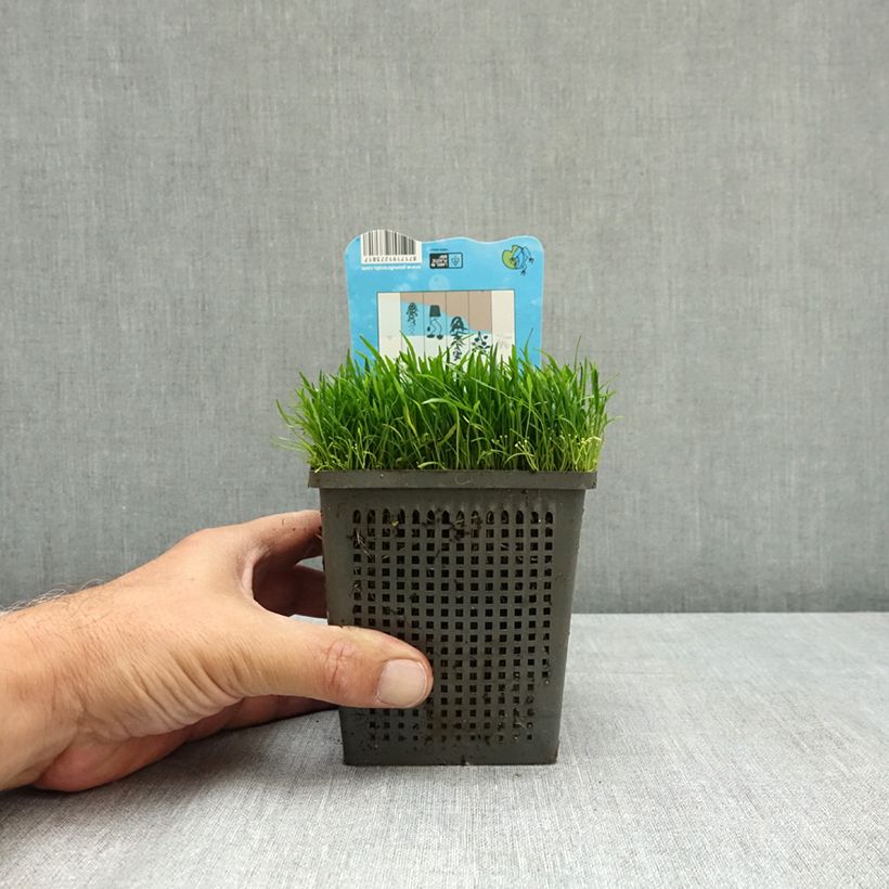 Amostra de Lilaeopsis brasiliensis Vaso de 1 L/1,5 L tal como entregue no verão
