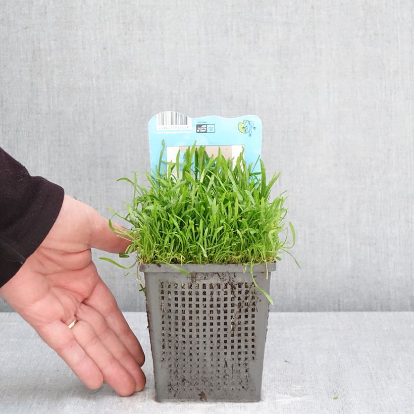 Amostra de Lilaeopsis brasiliensis Vaso de 1 L/1,5 L tal como entregue na primavera