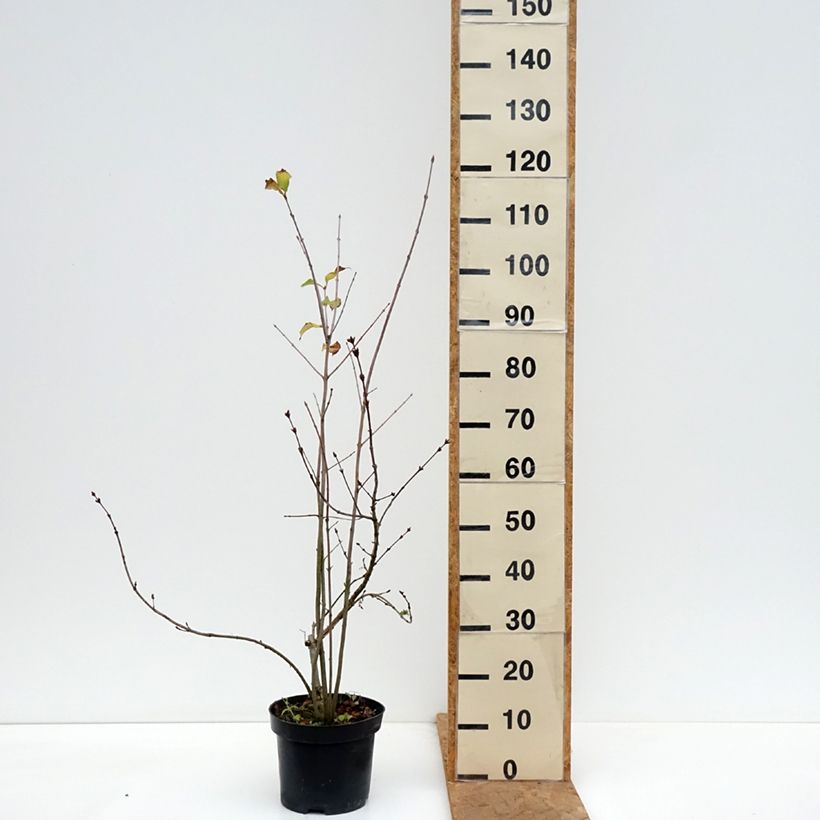 Amostra de Syringa pinnatifolia - Lilás-da-pérsia Vaso de 4 L/5 L tal como entregue no outono