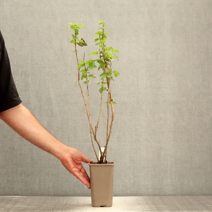 Amostra de Syringa pinnatifolia - Lilás-da-pérsia Vaso de 4 L/5 L tal como entregue no verão