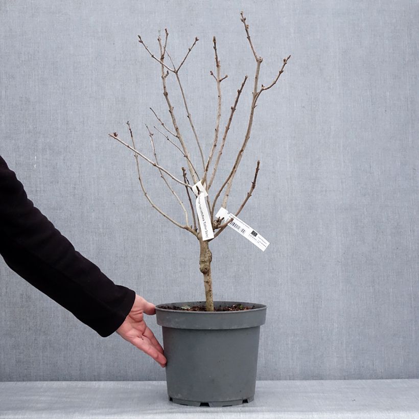 Amostra de Lilas à fleurs de jacinthe - Syringa hyacinthiflora Esther Staley Pot de 12L/15L tal como entregue no inverno