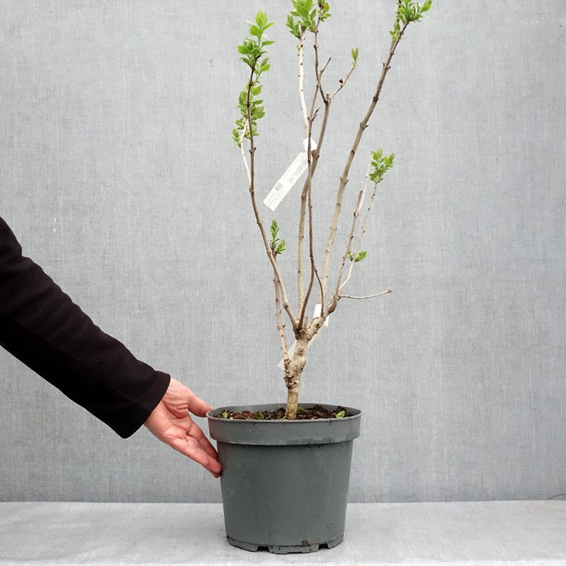 Amostra de Syringa hyacinthiflora Esther Staley Vaso de 12 L/15 L, Arbusto tal como entregue na primavera