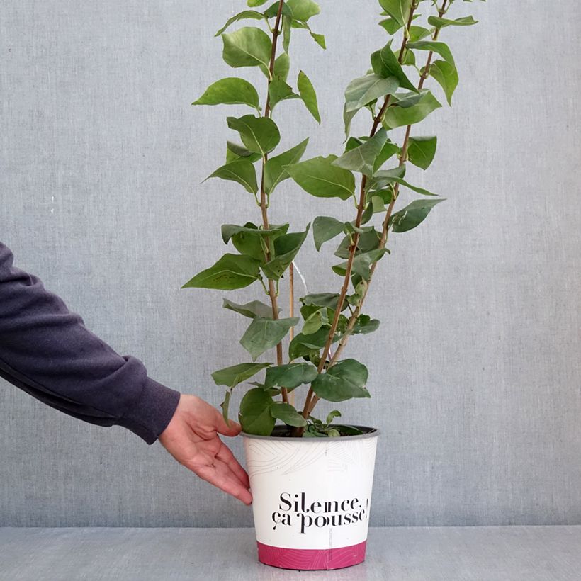 Amostra de Syringa hyacinthiflora Maiden's Blush Vaso de 4 L/5 L, Arbusto tal como entregue no outono