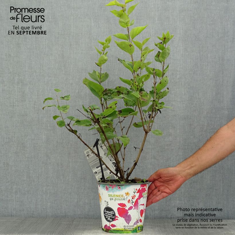 Amostra de Syringa hyacinthiflora Maiden's Blush Vaso de 4 L/5 L, Arbusto tal como entregue no verão